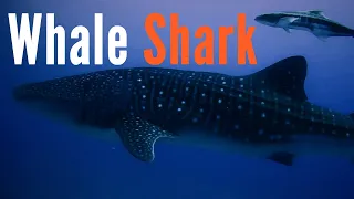 Whale Shark - Euro Divers South Ari Atoll Maldives 4K - 2021