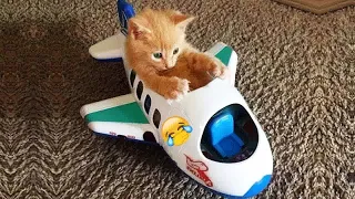 😸🐱 Best Cats Videos 😸🐈 Best Funny Animals 2024 #16