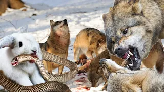 Epic Wolf Pack vs. Hare: Survival in the Wild 😱 | Dangerous of Life | Wild life