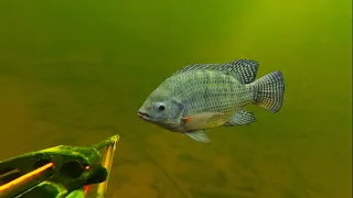 Spearfishing Tilapia | Hunting fish in river