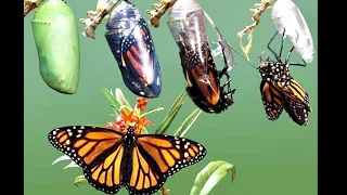 How To Build & Maintain A Monarch Caterpillar Terrarium