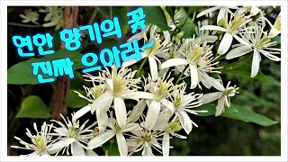 향기 그윽한 진짜 으아리 '참으아리'~   Threeflower Clematis!