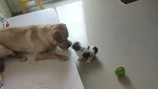 MILO as a big brother || Bonding between brothers || Most Intelligent dog