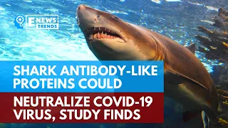 Shark Antibody-like Proteins Could Neutralize COVID-19 Virus, Study Finds