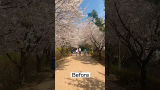 🌸누구나 쉽게 사랑스런 벚꽃 사진 남기는 꿀팁