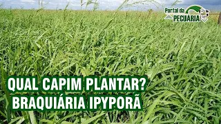 Qual capim plantar na fazenda? Braquiária IPYPORÃ.