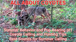 ALL ABOUT COYOTES  Summer Behavior and Pup Rearing pt.1 Coyote Calling and Hunting Tips