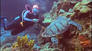 Cozumel Turtle Palancar Gardens