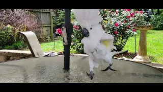 Cockatoo games. Ring-around-the-rosie!