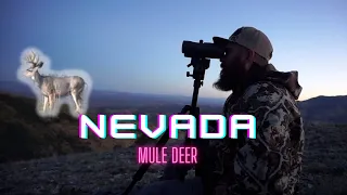 NEVADA ARCHERY MULE DEER