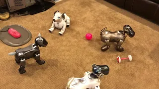 Aibo ERS-1000 Meets Original Aibos