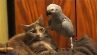 попугай и кот пернатый наезжает ужас