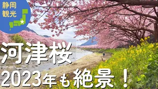 4K【伊豆観光】2023年最新!!伊豆の河津桜の絶景3選 ☆ 河津桜まつり / みなみの桜と菜の花まつり / 土肥桜まつり