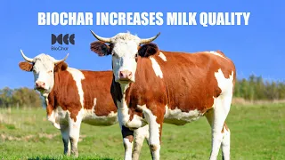 Biochar improves milk quality in cows