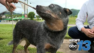 North Carolina man's truck stolen with his dog inside