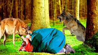 The wolves grabbed the grandmother and dragged her into the forest. You won't believe what happened