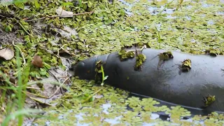 Fishermen watch over endangered manatees in Colombia | AFP