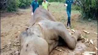 Elephant with the injured left leg succumbs to its injuries