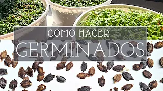 ¿Cómo hacer GERMINADOS? | Microgreens o brotes | PARTE 1 | Método simple y rápido