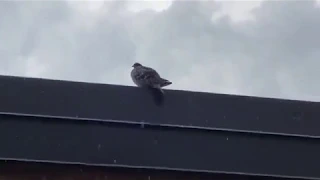 In my Balcony-Ever wondered why cities have so many pigeons