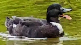 Hybrid Stockente am Quaken Friedrich Ebertpark - ludwigshafen am Rhein