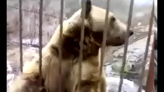 Стеснительный медведь  Потрясающе Удивительно Самое Классное видео супер шикарно  MusVid net