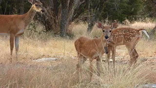 Fawns Nursing and Eating Browse