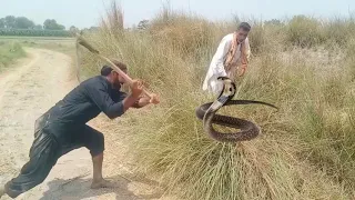 A Man Killed A Snake, The Snke Followed Him Then The Jogis Came And Rescued Him | Jogi snake