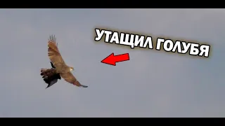 Ястреб атакует и забирает голубя! The hawk attacks and takes the pigeon!!!