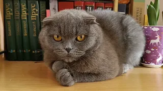 Ми з маман. Частина 3 😂 #scottishfold #catsworld #cats