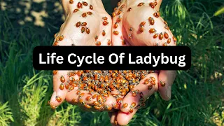 "Life Cycle of a Ladybug: From Tiny Egg to Beautiful Beetle 🐞 | Fascinating Nature Series"