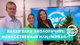 Какая елка экологичнее: искусственная или «живая»? Выбираем вместе с экспертом