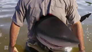 The Shark Scale: Mississippi River Sharks