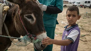 A donkey's neck bite is tended to by our vets in Tunisia | SPANA