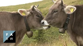 Mit Fell und Horn am Fellhorn: Zwei Jungrinder und ihr Sommer - Dokumentarfilm (2012)