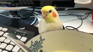 Cockatiel Attempts to Steal Soup From Owner's Bowl - 988383