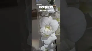 Дендробиум Са-нук 'Уайт Сэпрайз' (Dendrobium Sa-nook 'White Surprise')