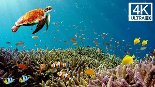 OCEAN WONDERS (4K UHD): Beautiful Ocean Life & Peaceful, Relaxing Music to Relieve Stress, Sleep ...