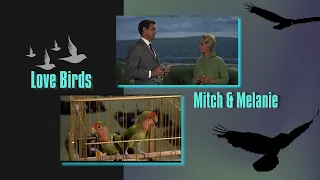 The Birds Video Essay