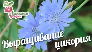 Выращивание цикория #urozhainye_gryadki