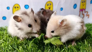 3 Hamsters eat fresh vegetables very delicious yummy