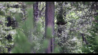 Wildlife Photography - Black Bear cub falls from tree  4K - Grand Teton National Park / Jackson Hole