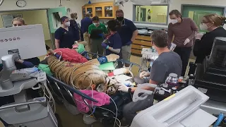 16-year-old tiger at the Brookfield gets root canal