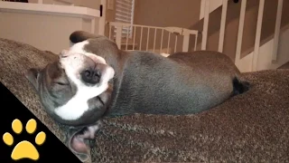 Dogs Dreaming: Compilation