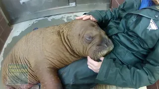 Baby Walrus Adjusts to Big City Life