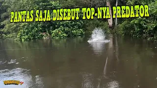 BERBURU ARWANA LANGSUNG DI SARANGNYA Pt-1