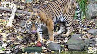 Sumatran Tiger Binjai enjoys her training