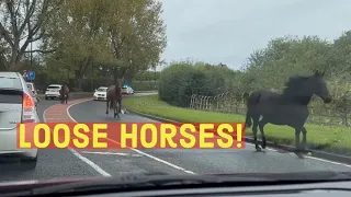 Loose Horses On Busy Road - Carrington