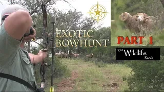 Exotic Ram Bow Hunt Part 1