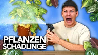 SCHÄDLINGE AUF ZIMMERPFLANZEN - Wie man sie wieder los wird | Joey's Jungle Plants